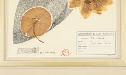 Jean-Luc PARANT (1944-2022)
Herbarium, 1955
India...
