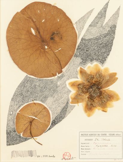 Jean-Luc PARANT (1944-2022)
Herbarium, 1955
India...