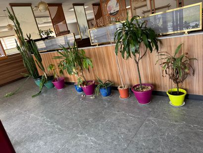 Lot de plantes vertes