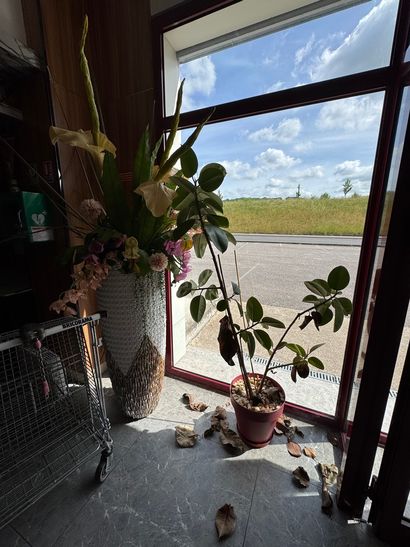 Lot de plantes vertes