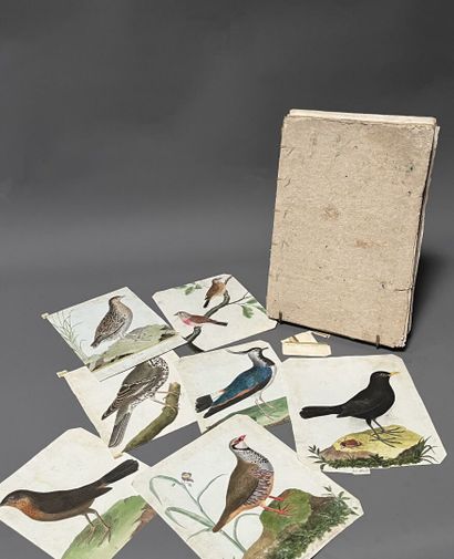 [Manuscript. Engraving]. [Ornithology]. Le...