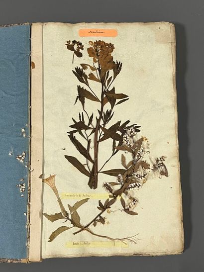 [Herbarium]. [Switzerland, Alps, Provence]....