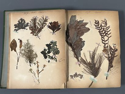 [Herbarium]. [Switzerland, Alps, Provence]....