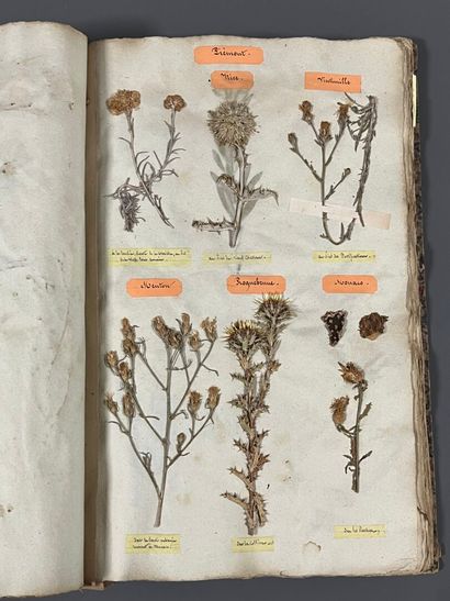 [Herbarium]. [Switzerland, Alps, Provence]....