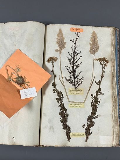 [Herbarium]. [Switzerland, Alps, Provence]....