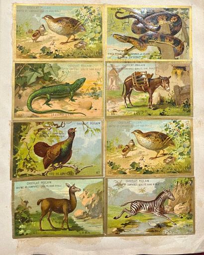 ALBUM DE COLLECTION comprenant diverses images...