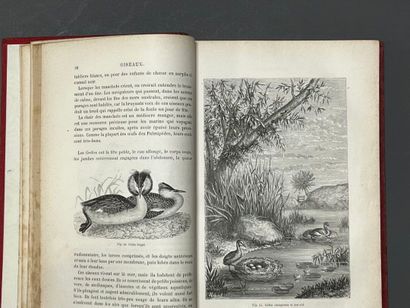 FIGUIER (Louis) Les Oiseaux. Paris, Hachette,...