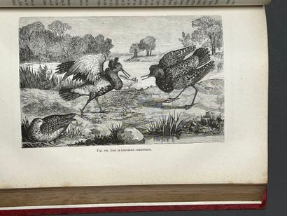 FIGUIER (Louis) Les Oiseaux. Paris, Hachette,...