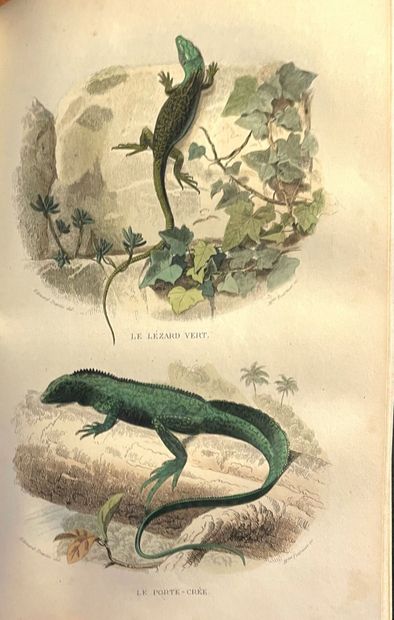 LACÉPÈDE - DESMAREST - CUVIER. Histoire Naturelle...
