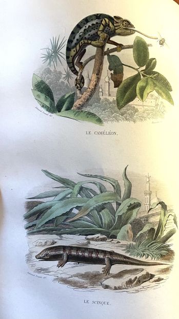 LACÉPÈDE - DESMAREST - CUVIER. Histoire Naturelle...