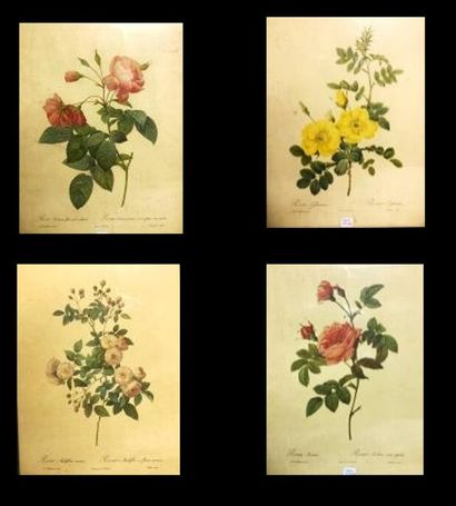 Quatre reproductions de gravure d'après Redouté.

Roses.

41,5...