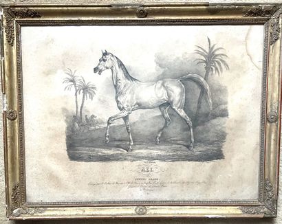 D'après Carle VERNET (1758-1836)

Ali - Cheval...