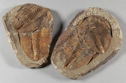 NODULE AVEC DOUBLE TRILOBITES ALNIF MAROC...