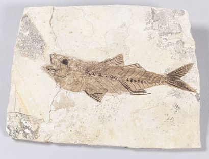 TRES BEAU POISSON FOSSILE SMERDIS MACRURUS...