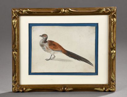 Attribué à Johannes BRONCKHORST (1648 - 1727)
Faisan
Aquarelle...