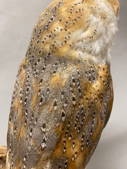 Chouette effraie (Tyto alba) (II/A-CE) bagué...