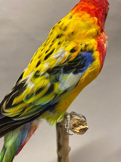 Perruche omnicolore à manteau d'or (Platycercus...