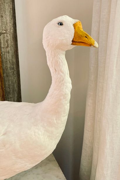 Oie blanche (anser anser domesticus) naturalisée.
H....