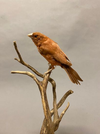 Moineau du Japon ou en synonymie Capucin...