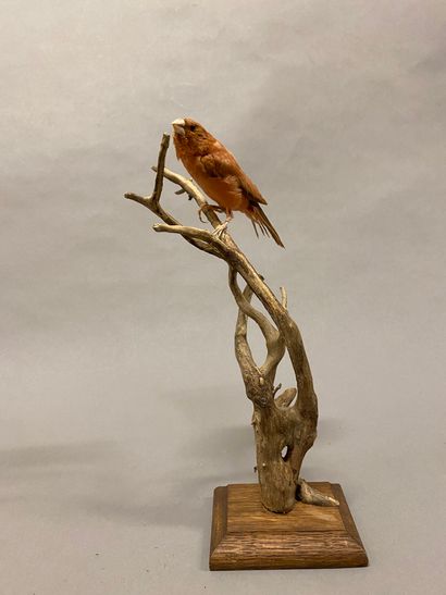 Moineau du Japon ou en synonymie Capucin...
