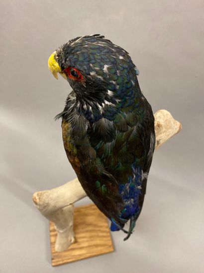 Pione noire (Pionus chalcopterus) (II/B)...