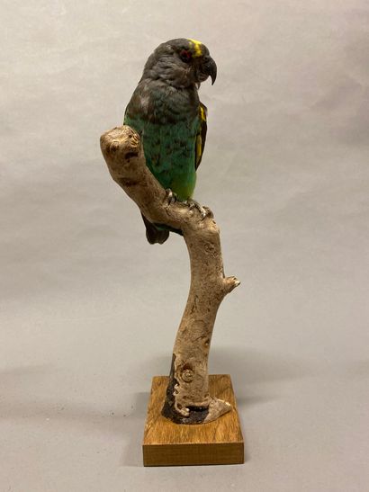 Perroquet de Meyer (Poicephalus meyeri) (II/B)...