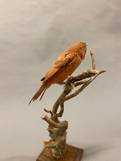 Moineau du Japon ou en synonymie Capucin...
