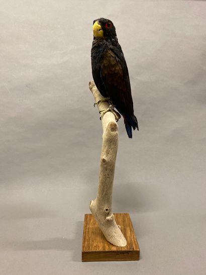 Pione noire (Pionus chalcopterus) (II/B)...