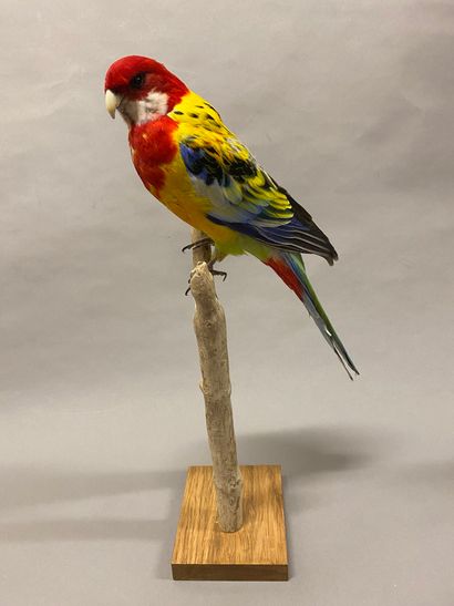 Perruche omnicolore à manteau d'or (Platycercus...