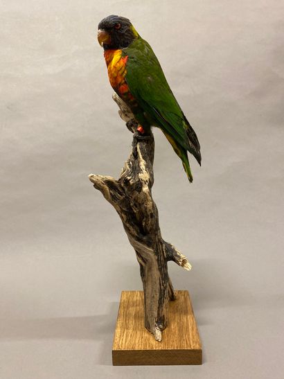 Loriquet à tête bleue (Trichoglossus haematodus)...