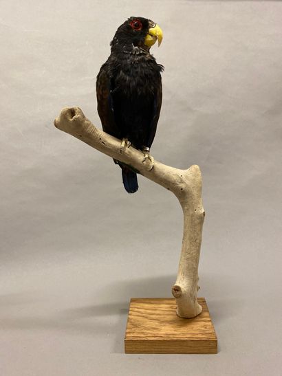 Pione noire (Pionus chalcopterus) (II/B)...
