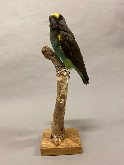 Perroquet de Meyer (Poicephalus meyeri) (II/B)...