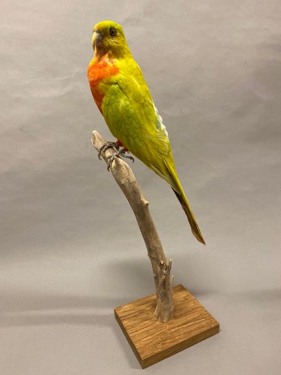 Perruche royale (Alisterus scapularis) (II/B)...