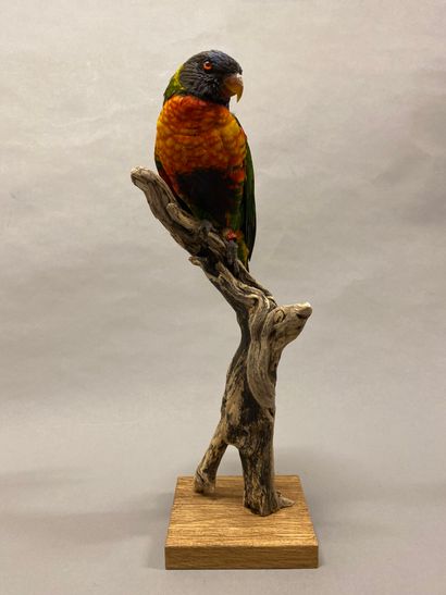Loriquet à tête bleue (Trichoglossus haematodus)...