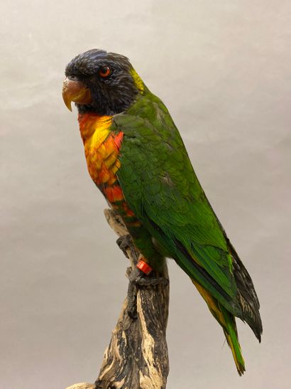 Loriquet à tête bleue (Trichoglossus haematodus)...