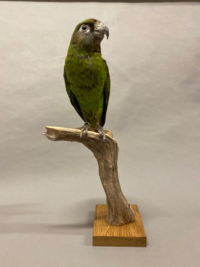 Perroquet robuste (Poicephalus robustus)...