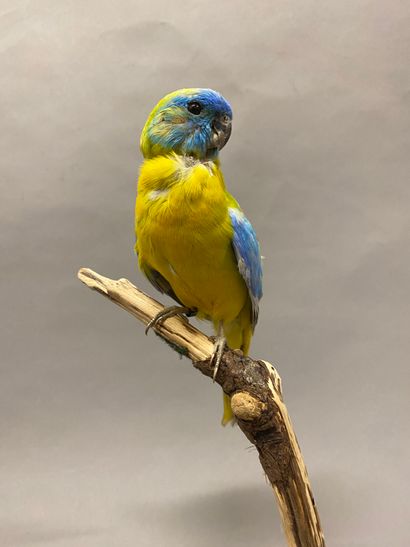 Perruche turquoisine (Neophema pulchella)...