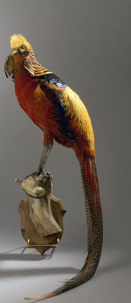 Faisan doré (Chrysolophus pictus) (D) :
Beau...