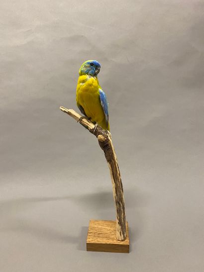 Perruche turquoisine (Neophema pulchella)...