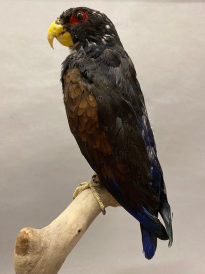 Pione noire (Pionus chalcopterus) (II/B)...