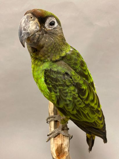 Perroquet robuste (Poicephalus robustus)...