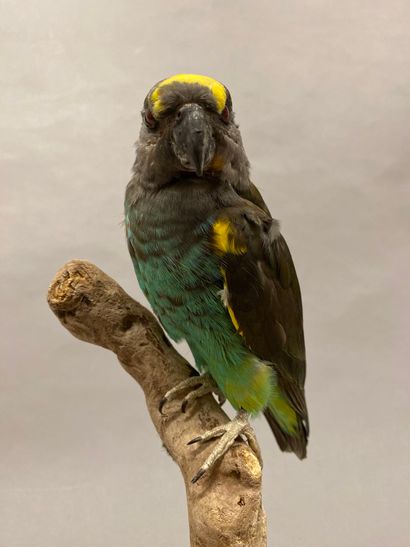 Perroquet de Meyer (Poicephalus meyeri) (II/B)...