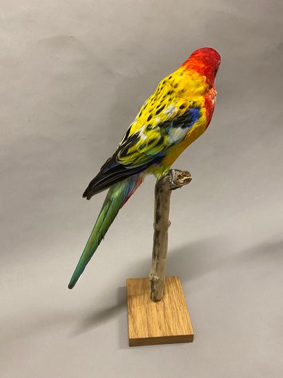 Perruche omnicolore à manteau d'or (Platycercus...