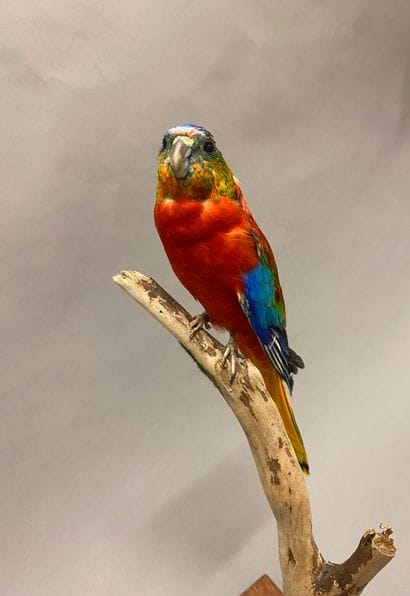 Perruche turquoisine (Neophema pulchella)...