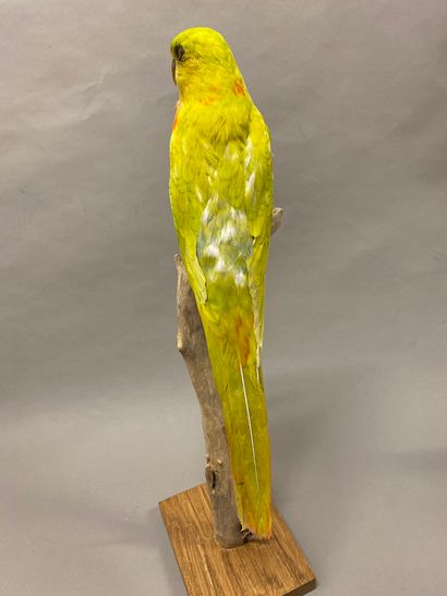 Perruche royale (Alisterus scapularis) (II/B)...