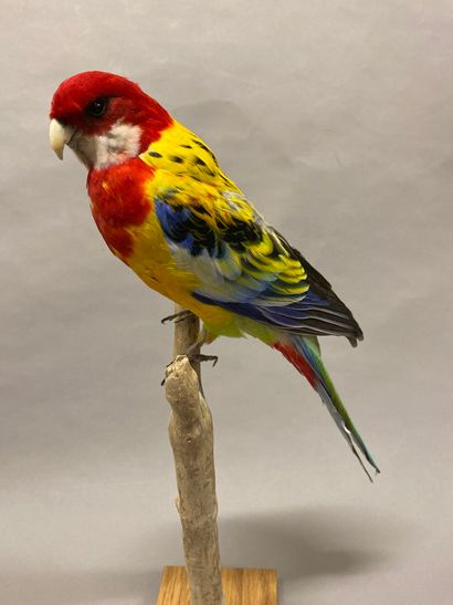 Perruche omnicolore à manteau d'or (Platycercus...
