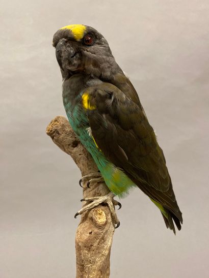 Perroquet de Meyer (Poicephalus meyeri) (II/B)...