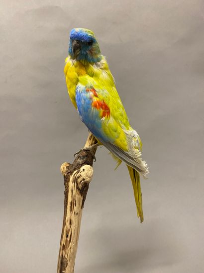 Perruche turquoisine (Neophema pulchella)...