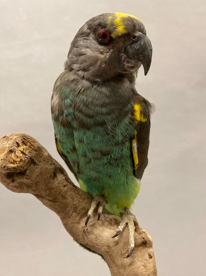 Perroquet de Meyer (Poicephalus meyeri) (II/B)...