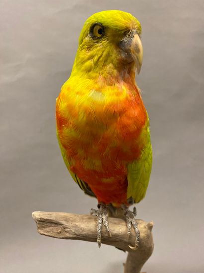 Perruche royale (Alisterus scapularis) (II/B)...
